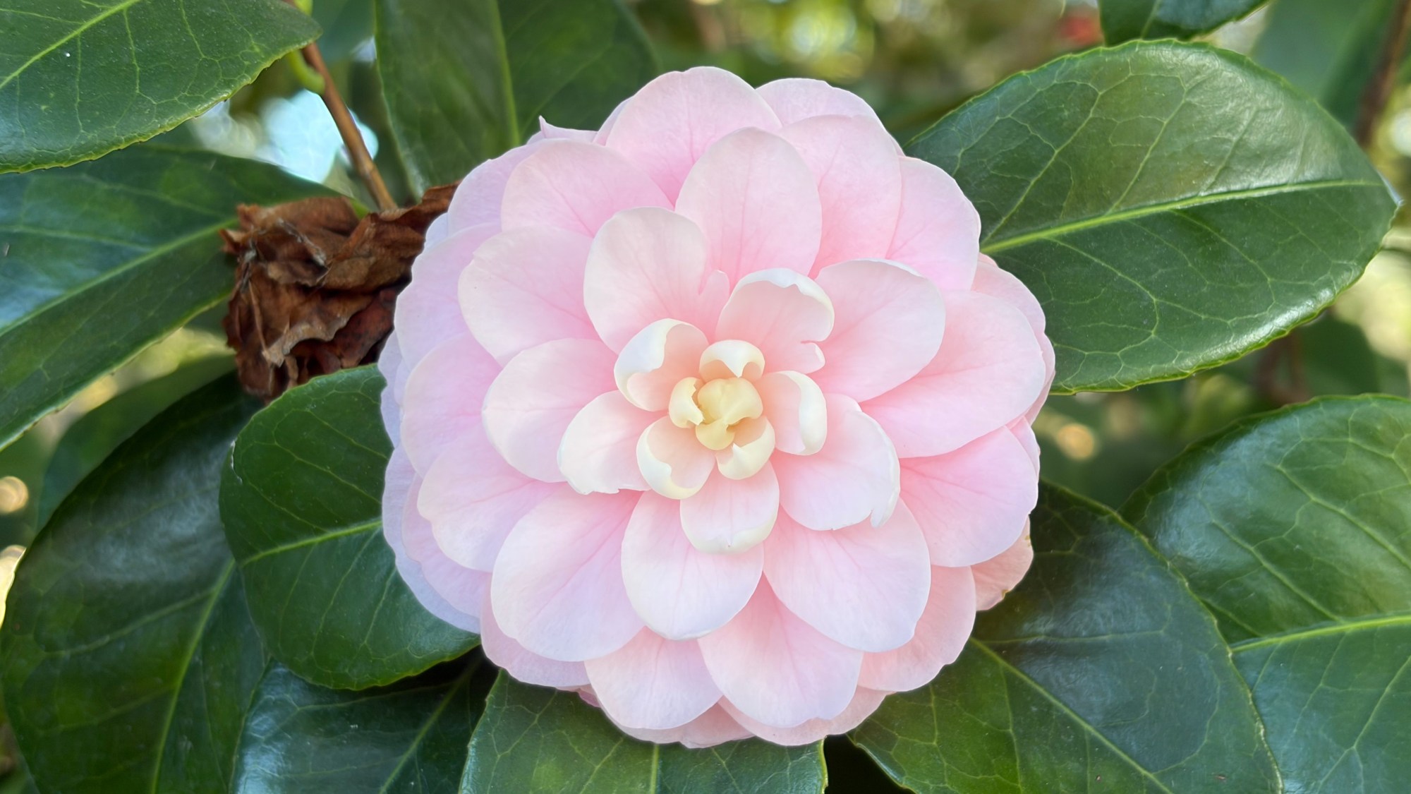 This variety of Camelia japonica, known as Pink Perfection, grows at Nuccio’s Nurseries in Altadena. (Photo by Lois Siskin)
