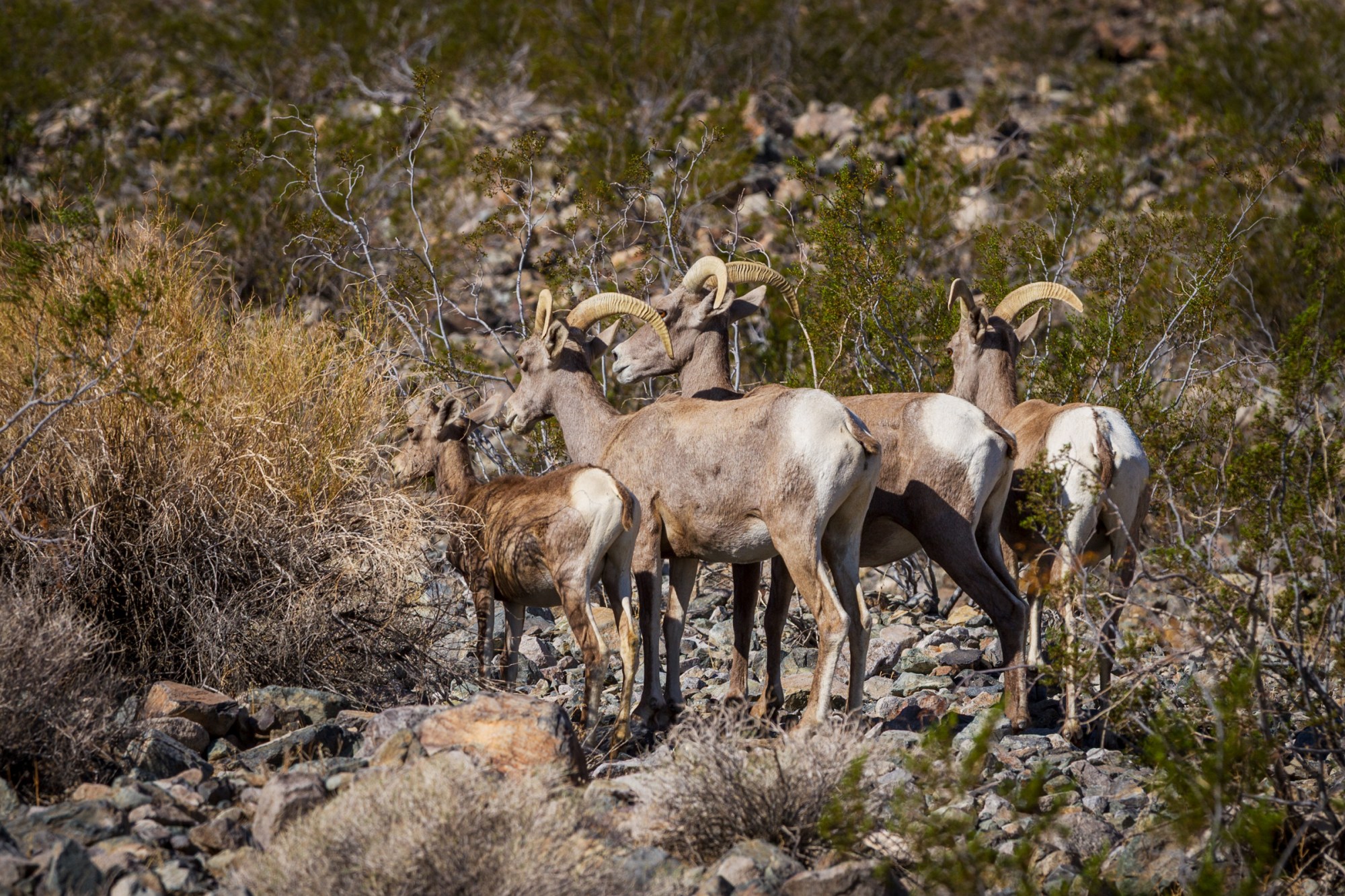 Desert bighorn sheep in the Soda Mountains, near the Mojave National Preserve. (Photo courtesy of Michael Gordon)
